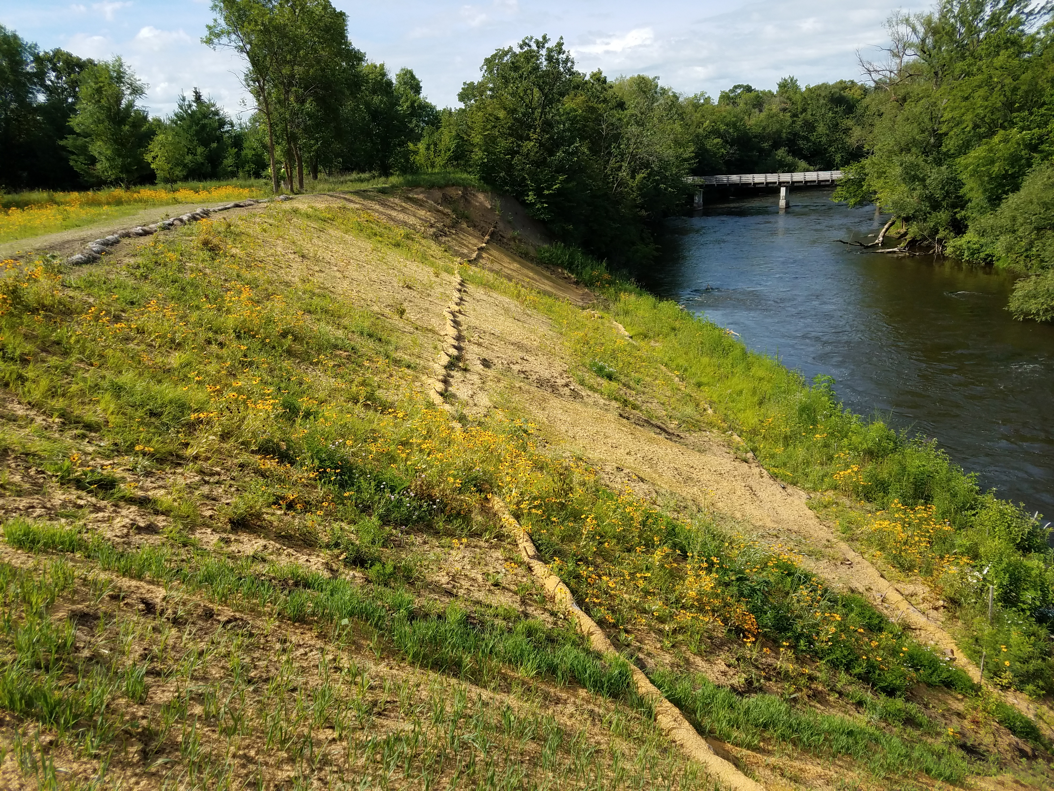 New buffer planting at rivershore at Whitney Park, St. Cloud.